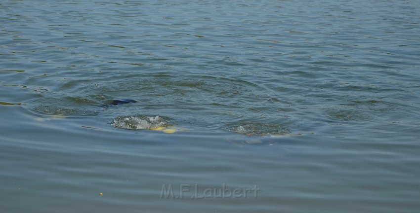 PWasser Einsatz BF FF Koeln Troisdorf Rotter See P142.JPG